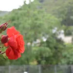 Pandora's Corfu